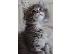 PoulaTo: Maine Coon γατάκια προς πώληση
